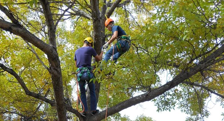 Students in tree climbing course